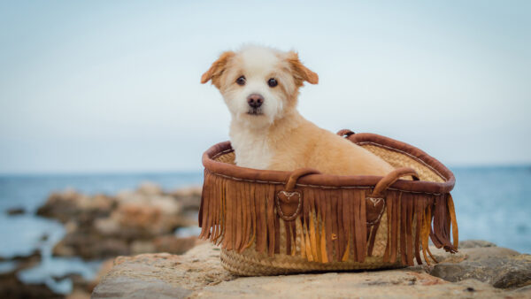 Wallpaper Inside, White, Funny, Bag, Puppy, Brown, Dog, Ocean, Background