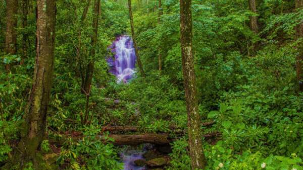 Wallpaper Between, Green, Forest, Trees, Nature, Waterfalls, Stream, Landscape, Woods, View