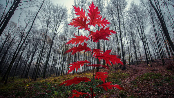 Wallpaper Slope, Autumn, Trees, White, Leaves, Sky, Red