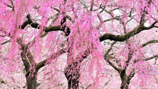Wallpaper Cherry, Blossom, Beautiful, Spring, Pink, Branches, Tree, Flowers