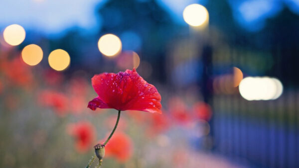 Wallpaper Bokeh, Red, Flower, Poppy, Beautiful, Lights, Background