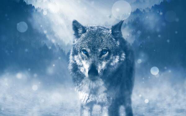 Wallpaper Wolf, Wild