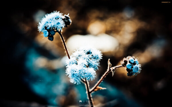 Wallpaper Dandelion, Blue