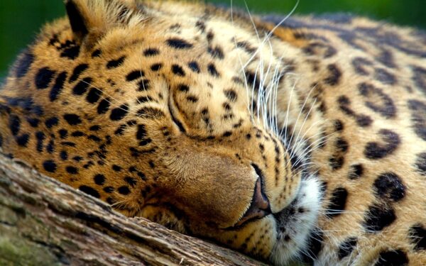 Wallpaper Leopard, Sleeping