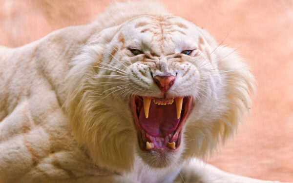Wallpaper Tiger, White, Roaring