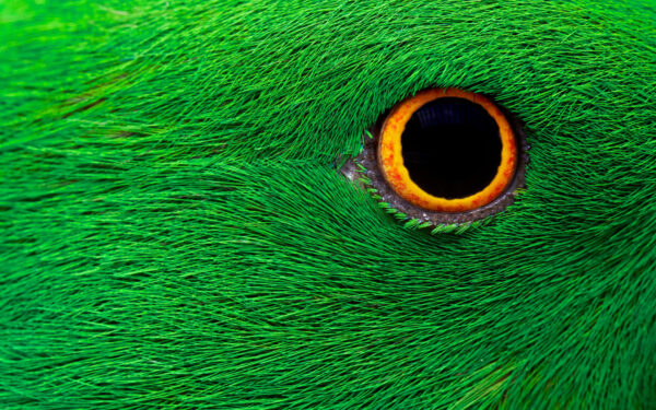 Wallpaper Parrot, Eye