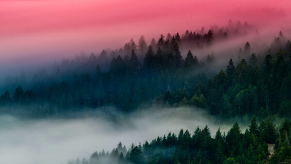 Wallpaper Forest, Foggy