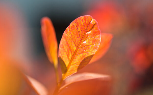 Wallpaper Autumn, Leaves, Orange