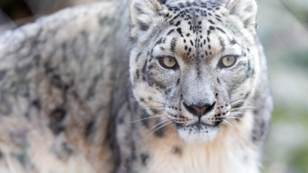 Wallpaper Snow, Leopard