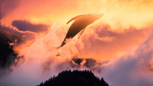 Wallpaper Whale, Surreal, Sunset