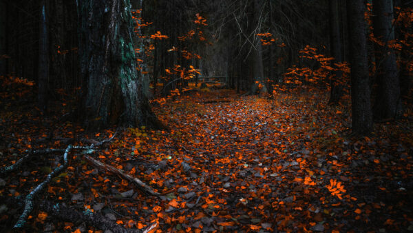 Wallpaper Leaves, Desktop, Autumn, Mobile, Fallen, Scenery, Trees, Branches, Orange, Ground