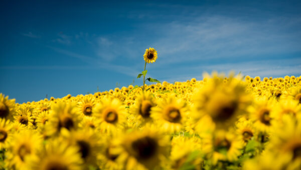 Wallpaper Flowers, Sunflower, Closeup, Under, Desktop, Field, Sky, Photo, Blue