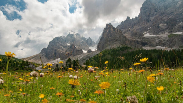 Wallpaper Summer, Desktop, Meadow, Dolomites, Alps, Yellow, Flowers
