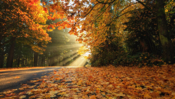 Wallpaper Leaves, Sunbeam, Forest, Between, Fall, Road, Desktop, Nature, With