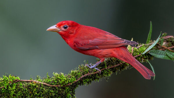 Wallpaper Leaves, Branch, Tanager, Bird, Background, Desktop, Red, Tree, Blur, Animals, Green, Covered, Beautiful, Sitting