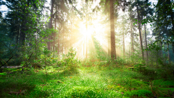 Wallpaper Greenery, Mobile, With, Forest, Trunk, Sunbeam, Desktop, Nature, Pine