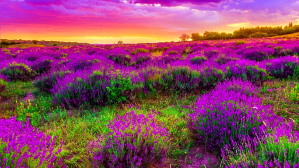 Wallpaper Spring, Field, Background, Lavender, Desktop