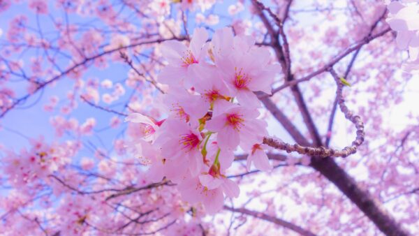 Wallpaper Sakura, Pink, Desktop, Mobile, Flowers, Closeup, View