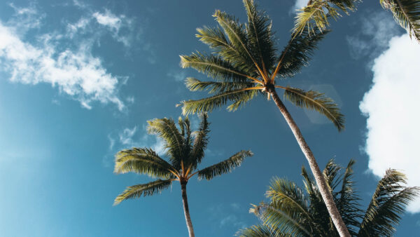 Wallpaper Tree, Under, Sky, Trees, Big, Palm