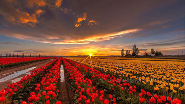 Wallpaper Tulips, Black, Colorful, The, Cloudy, Desktop, Under, Nature, Over, Field, Sunset, Sky