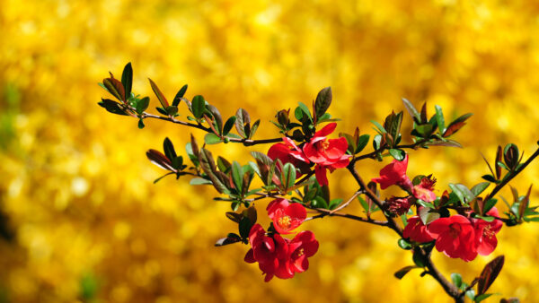 Wallpaper Red, Background, Leaves, Flowers, Blur, With, Desktop, Yellow, Beautiful, Branches