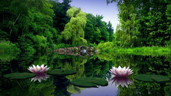 Wallpaper Flowers, Beautiful, Nature, Surrounded, Green, Trees, Lotus, River
