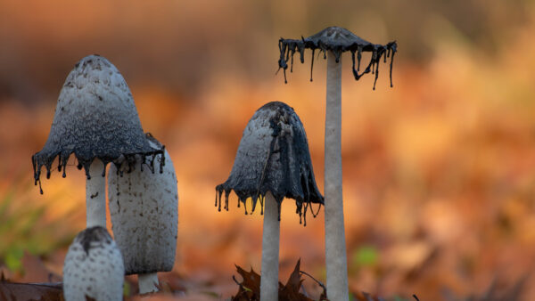 Wallpaper Macro, Background, Mushroom, Shallow, Desktop, With, Fall, Nature