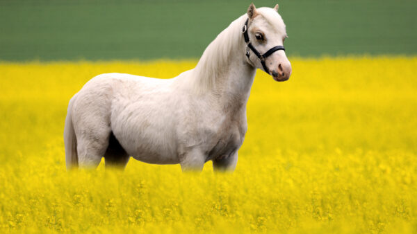 Wallpaper Horse, Blur, Standing, Animals, Rapeseed, Desktop, Yellow, Background, White, Field