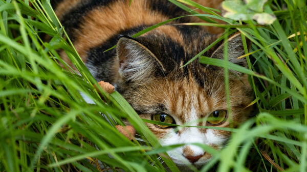 Wallpaper Cat, Mobile, Desktop, Around, Green, With, Grass, Sitting, Eyes