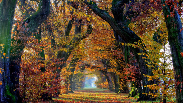 Wallpaper Between, Green, With, Leaves, Trees, Path, Sunrays, Desktop, Nature, Autumn, Grass