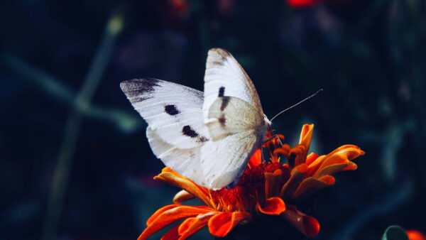 Wallpaper Red, Blur, Flower, Background, White, Butterfly, Black