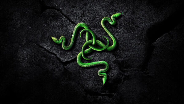 Wallpaper Razer, Green, Logo, Snake, Desktop