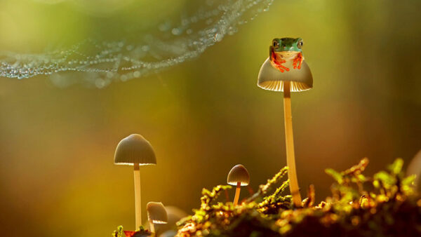 Wallpaper Mushroom, Green, Frog, Background, Photography, White, Blur