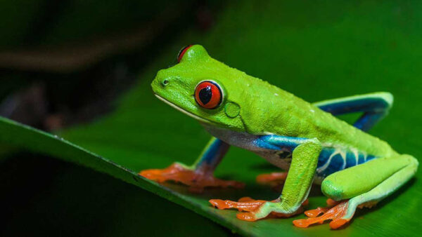 Wallpaper Red, Green, Blue, Black, Frog, Eyed, Leaf
