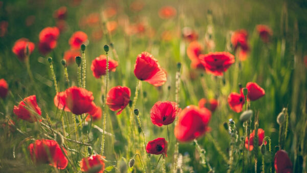 Wallpaper Red, Blur, Field, Background, Poppies, Flowers