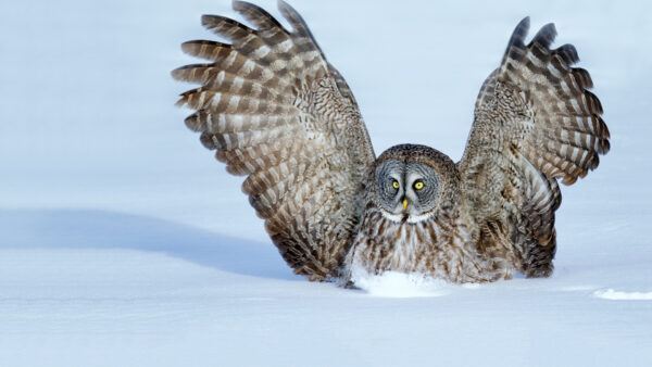 Wallpaper Owl, Snow, Yellow, Wings, Open, Eyes