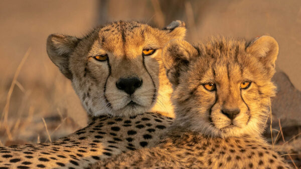 Wallpaper Desktop, Animals, Two, Cheetahs