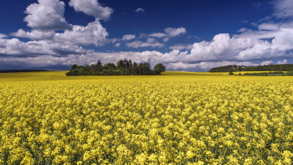 Wallpaper Flowers, Rapeseed, White, Blue, Mobile, Yellow, Clouds, Background, Desktop, Sky, Field