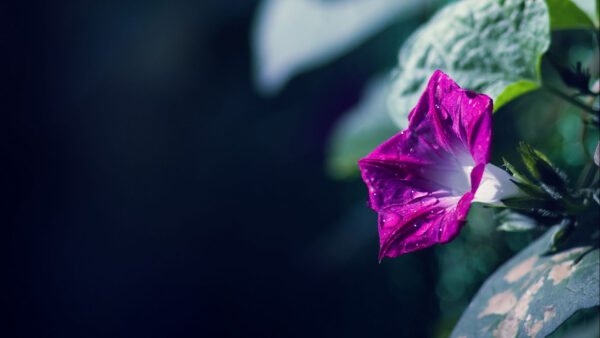 Wallpaper Purple, Flower, White, Green, Flowers, Leaves