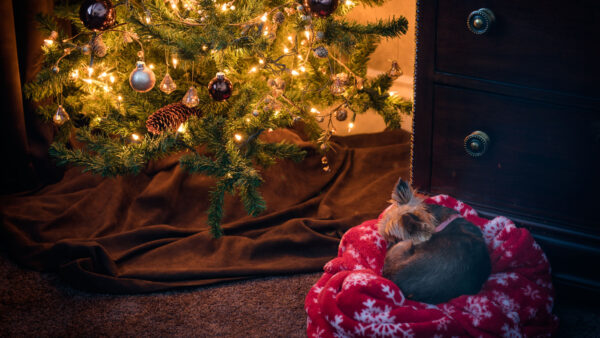 Wallpaper Nearby, Tree, Desktop, Dog, Decorated, Sitting, Christmas