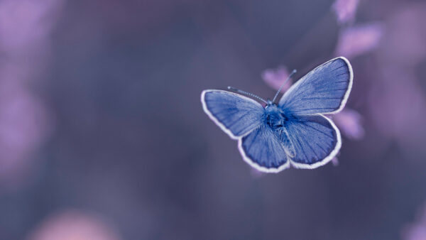 Wallpaper Background, Butterfly, Light, Blue, Blur, Purple