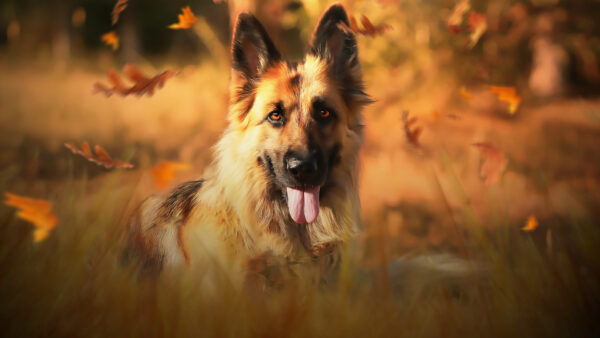 Wallpaper German, Tongue, Shepherd, Out, Dog, With