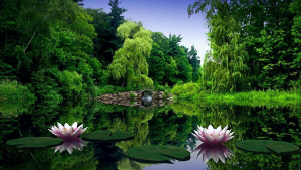 Wallpaper Leaves, Flowers, Trees, Water, Lotus, Green, Background, Forest, Pink, Lily