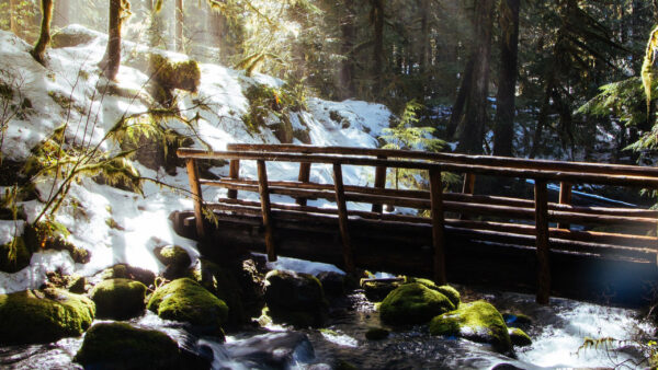 Wallpaper Sunrays, Stream, Bridge, Nature, Wood, Above, With, Forest, Water