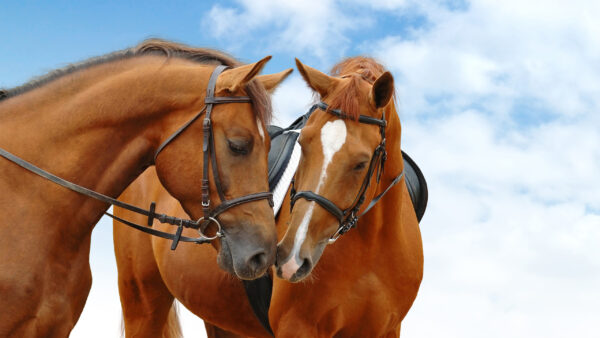 Wallpaper With, Clouds, Horse, Desktop, Brown, Background, And, Blue, Horses, Sky