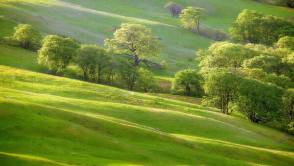 Wallpaper Grass, Field, Scenery, Green, Nature, Trees, Slope