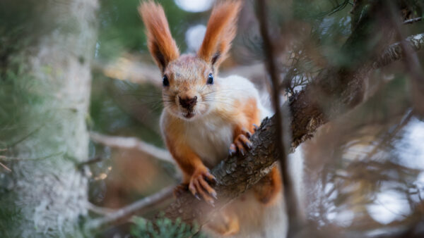 Wallpaper Brown, Tree, Squirrel, Branch, White