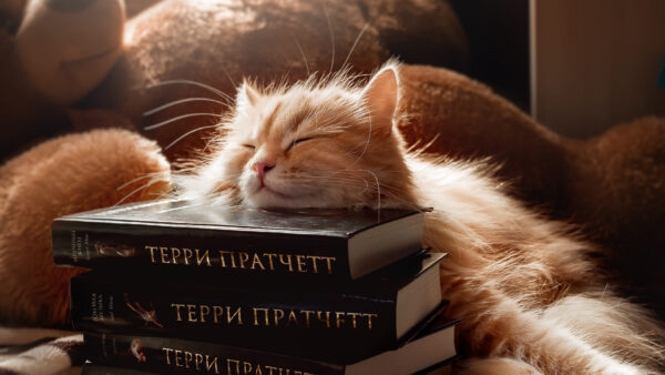 Wallpaper Cute, Sleeping, Brown, Books, Light, Cat, White, Fur