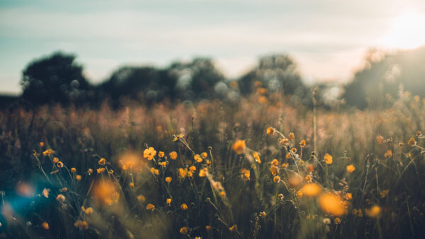 Wallpaper Background, Bokeh, Buds, Flowers, Yellow, Green, Grass