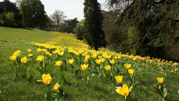 Wallpaper Green, Field, Yellow, Grass, Flowers, Slope